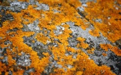Stone Lichen