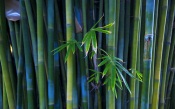 Beautiful Bamboo Background