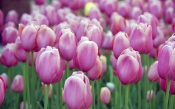 Many Pink Tulips