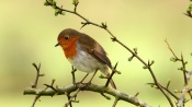Robin on a Branch