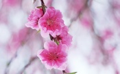 Bright Sakura Flowers