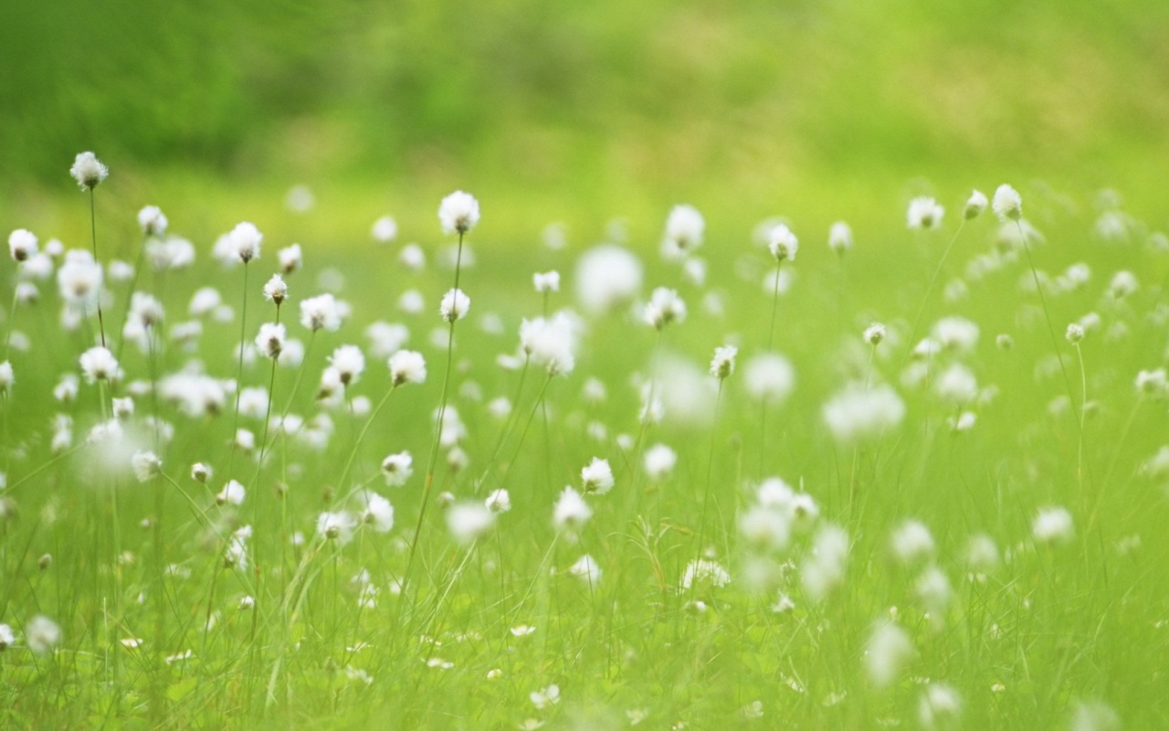 Green Meadow With White Flowers