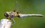 Beautiful dragonfly