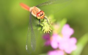 Dragonfly in Garden