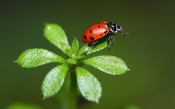 Ladybug on s Small Leaf