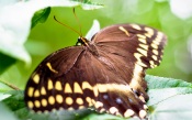 Large butterfly