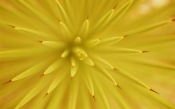 Yellow Flower, macro