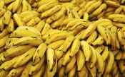 A Lot of Bananas