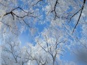 White Snowy Trees, China