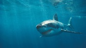 Hungry White Shark