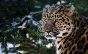 Leopard In The Snow Covered Spruce