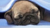 Sleeping Pug