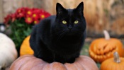 Black Cat On Pumpkin