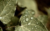 Dew On Leaves