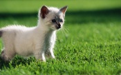 Curious Kitten on the Grass