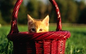 Kitten In Wicker Basket