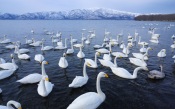A Flock of Swans