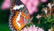 Beautiful Butterfly on a Flower