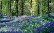Bluebells, the Royal Forest of Dean, Gloucestershire, England