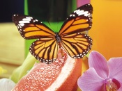 Monarch Butterfly on Fruit