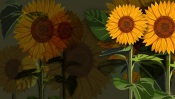 Sunflowers. Abstract