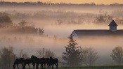 The Morning. the Fog. Horse