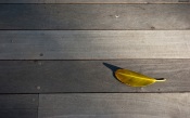 Leaf on the Wooden Floor