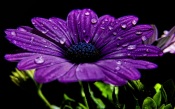Purple Flower in the Dew