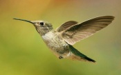 Kolibri in Flight