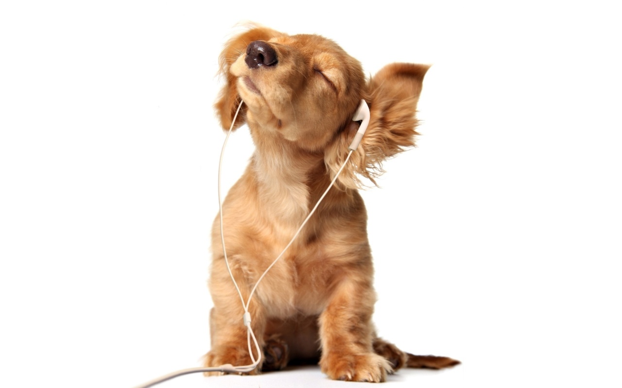 Puppy in the Headphones