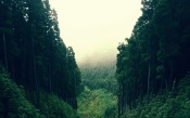 Thick Forest