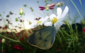 Butterfly Pieris Rapae