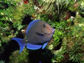Blue Surgeonfish