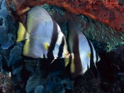 Longfin Batfish