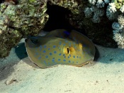 Bluespotted Ray