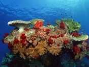 Marine Reef