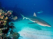 The Caribbean Reef Shark
