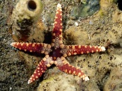Tuberous Pearl Starfish