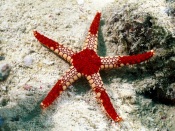 Tuberous Pearl Red - Starfish