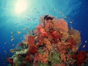 Underwater World: Coralreef