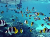 Flock of Butterfly Fishes
