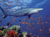 White Shark and Flock of Orange Fishes