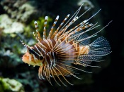Underwater World: Zebra Lionfish