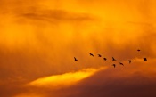 Flight of Birds at Sunset