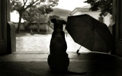 The Dog And Umbrella