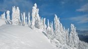 Snow-Covered Spruce, Washington