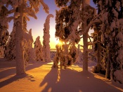 Snow Covered Forest, Finland
