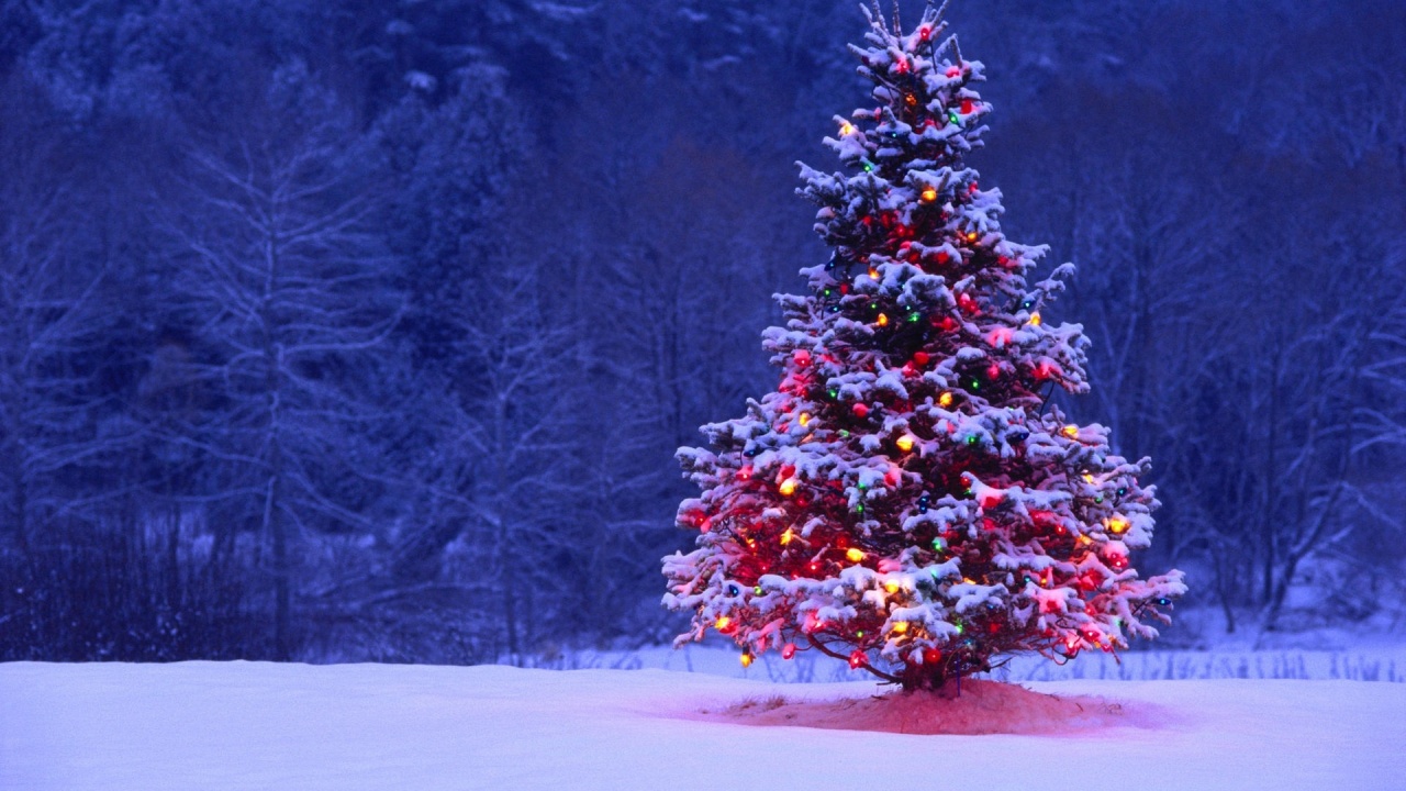 Beautifully Decorated Christmas Tree