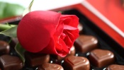 Rose in Chocolate