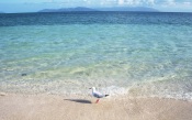 The Seagull on the Beach. Hawaii